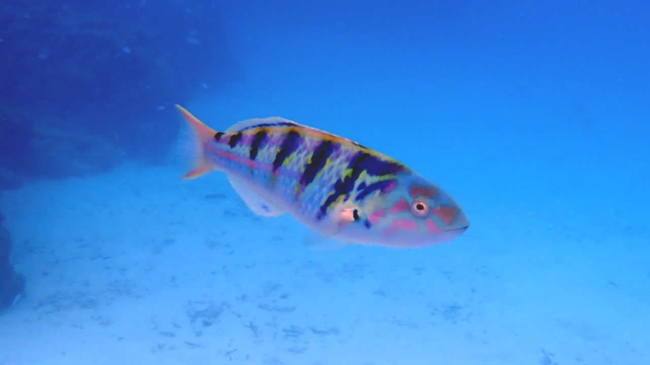 Sport & Freizeit Hotel Riu Palace Maldivas