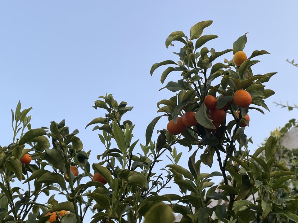 Gartenanlage Aldiana Club Rocca Nettuno Calabria