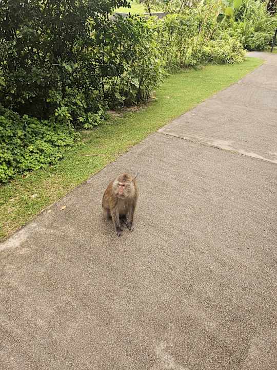 Sonstiges SYLVAN Koh Chang