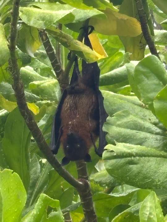 Gartenanlage Kuredu Island Resort & Spa