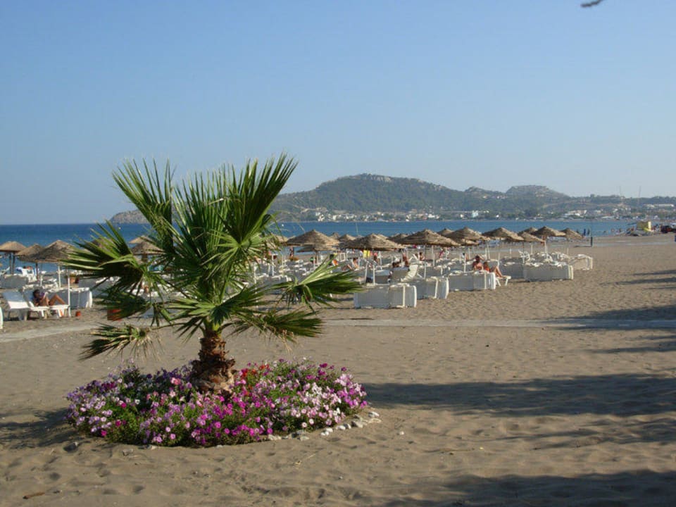 Pflanzen am Strand Hotel Calypso Beach