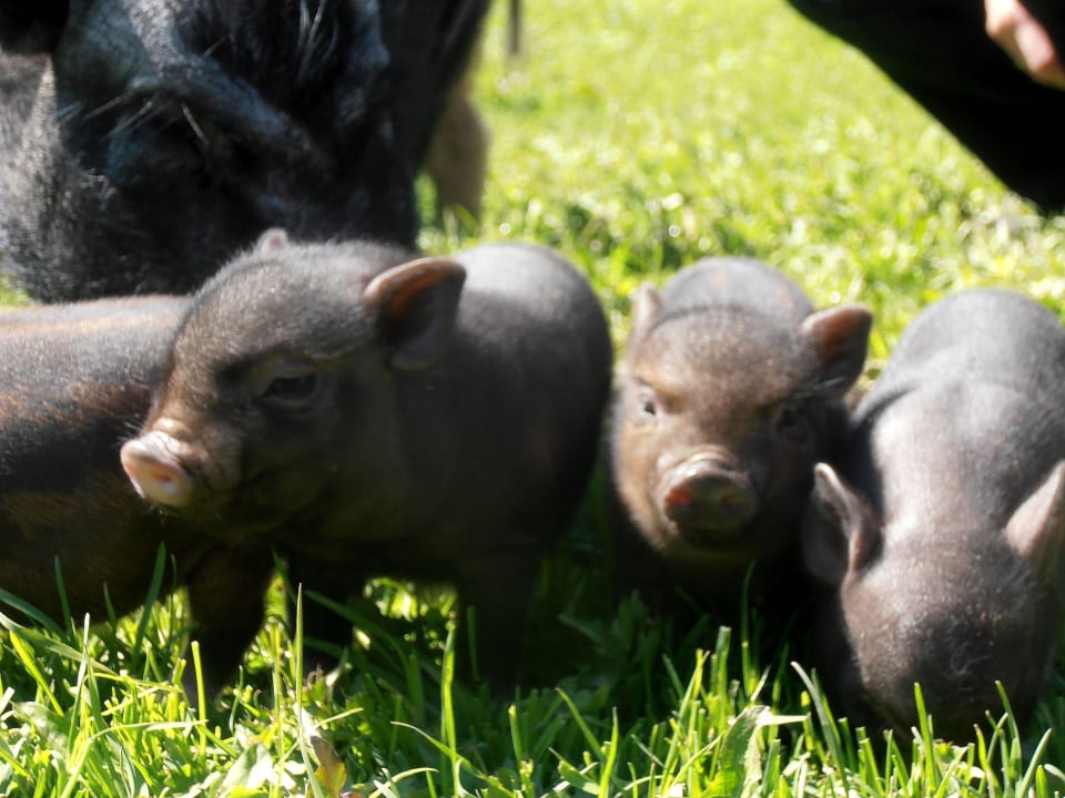Minischweinchen Beim Gruber - Urlaub auf dem Bauernhof