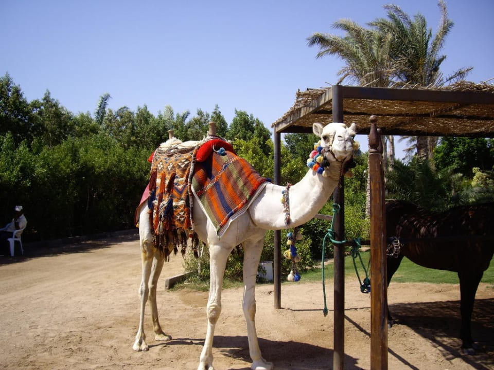 Kamel direkt am Strand Stella Beach Resort & Spa Makadi Bay