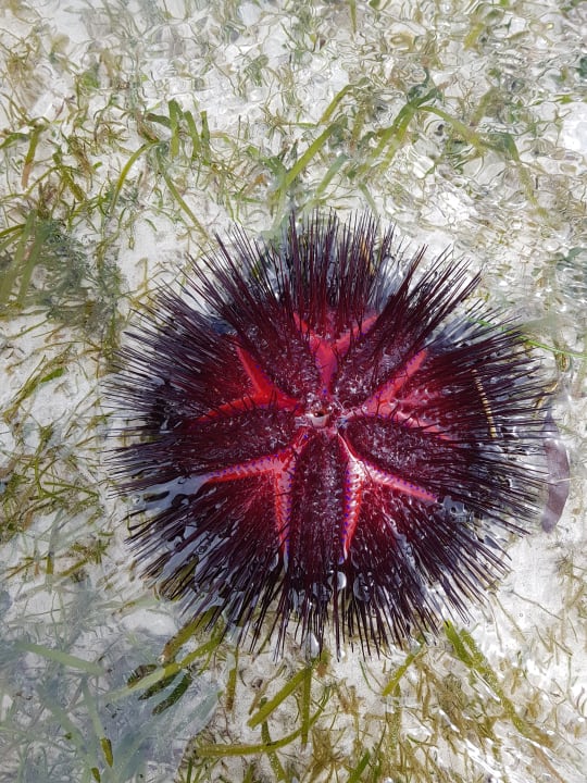 Leuchtender Seeigel am Hotelstrand Neptune Paradise Beach Resort & Spa