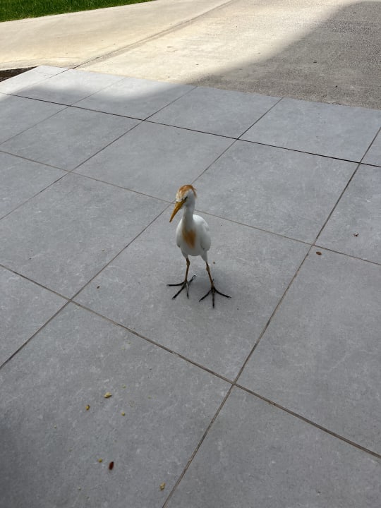 Lobby ROBINSON JANDIA PLAYA