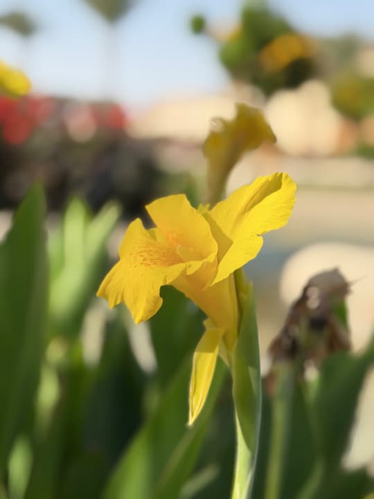 Gartenanlage Sentido Mamlouk Palace Resort