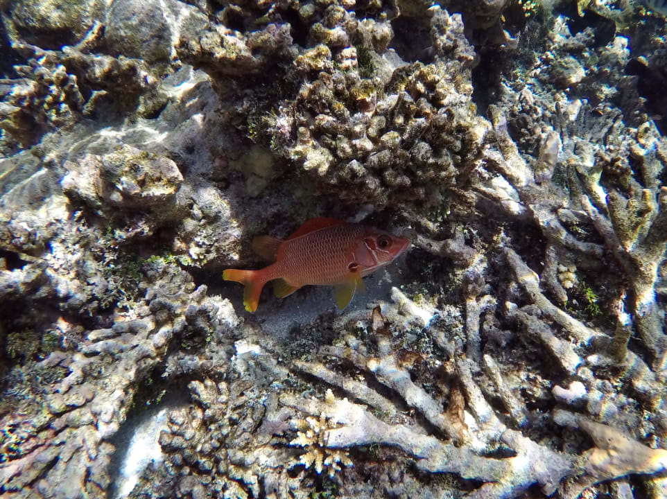 Grossdorn - Husar NH Collection Maldives Havodda Resort