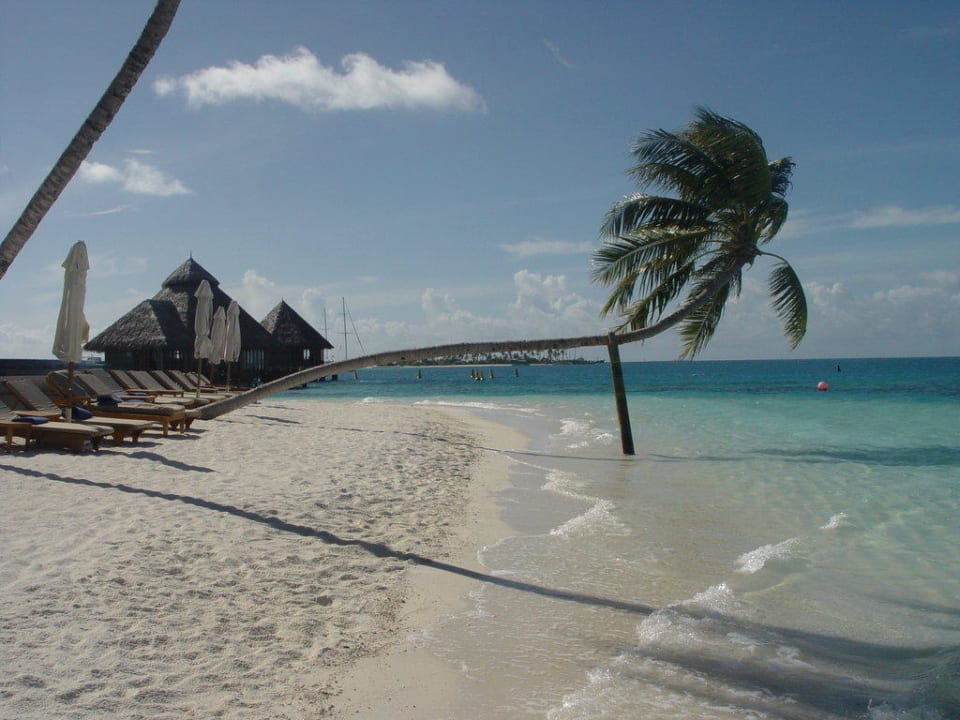 Unsere Lieblingspalme Conrad Maldives Rangali Island