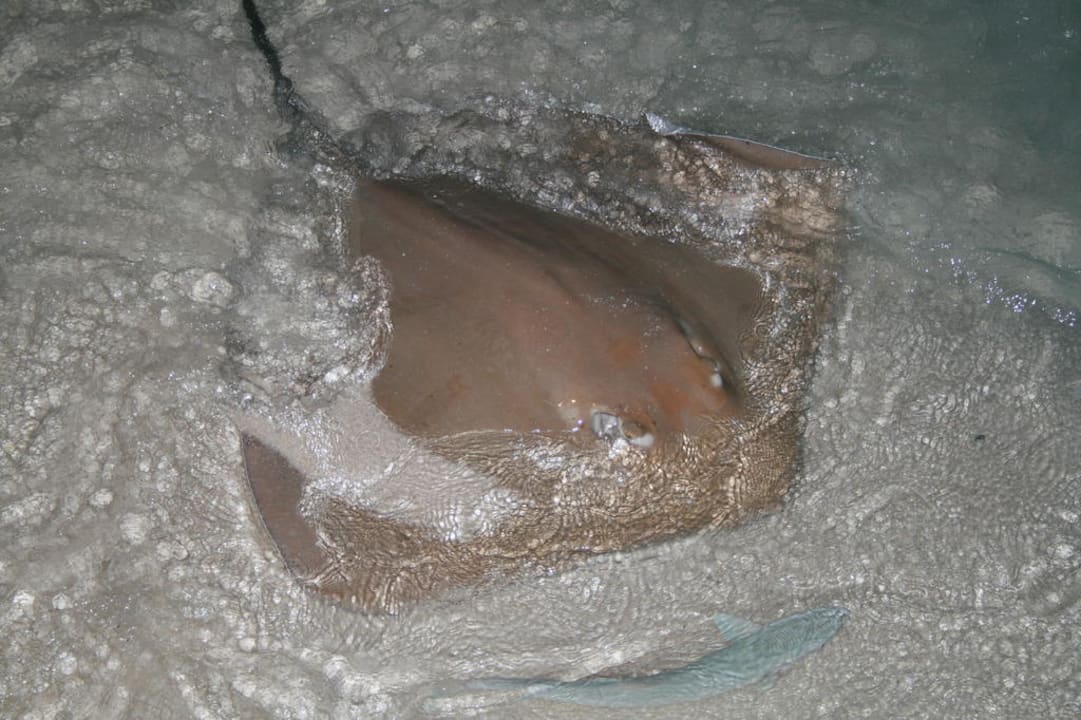 Stachelrochen bei der Fütterung Kuramathi Maldives