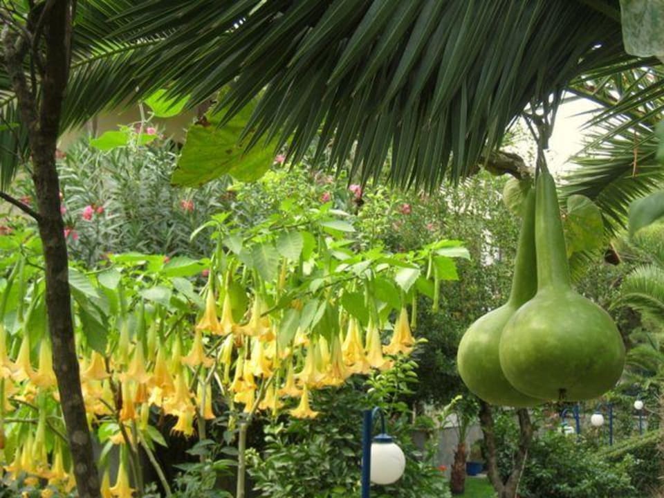 Garten Haus des Gartens / Pension Nikos