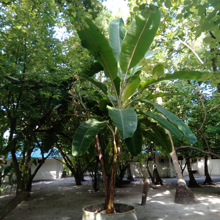 Gartenanlage Embudu Village