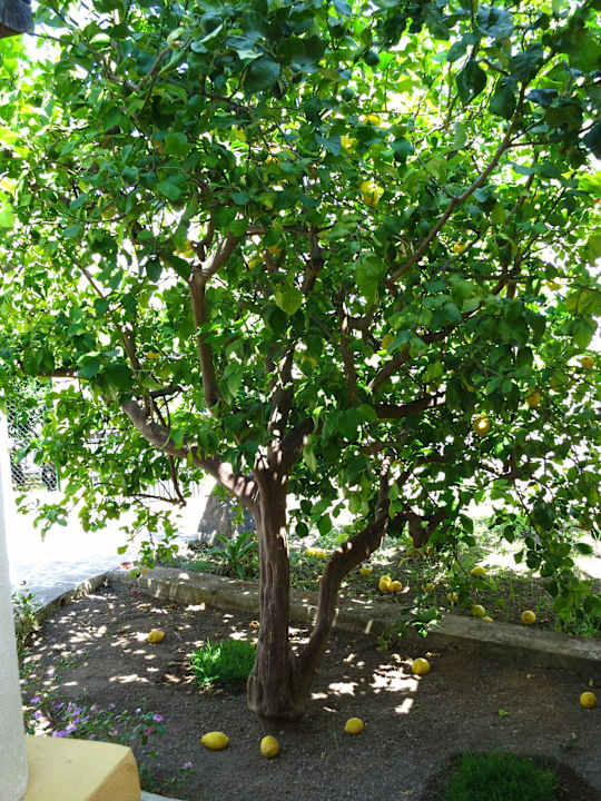 Gartenanlage Hotel Residence Arcangelo