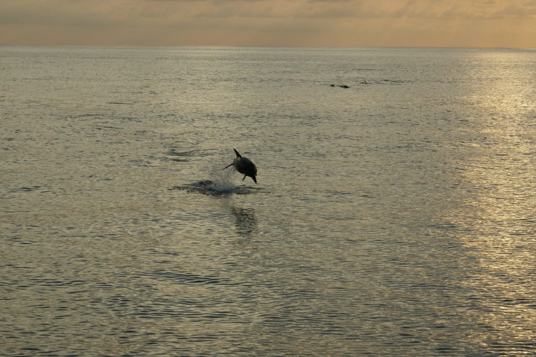 Ausflug Komandoo Island Resort & Spa - Adults only