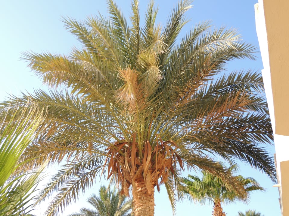 Gartenanlage Three Corners Sea Beach Resort