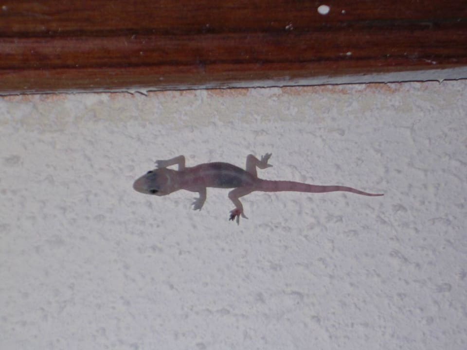 Ein Gecko Hotel Villa Cuba