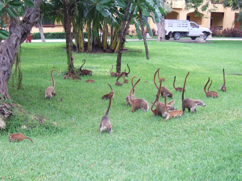 Coatis Iberostar Waves Paraiso Beach