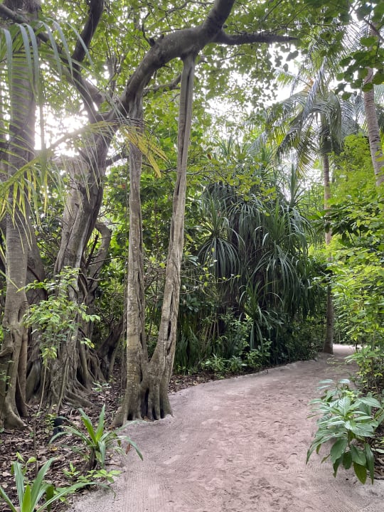 Gartenanlage NH Collection Maldives Reethi Resort