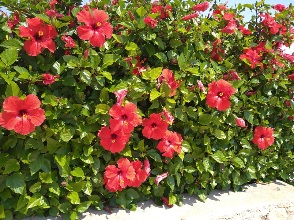 Gartenanlage Asterias Beach