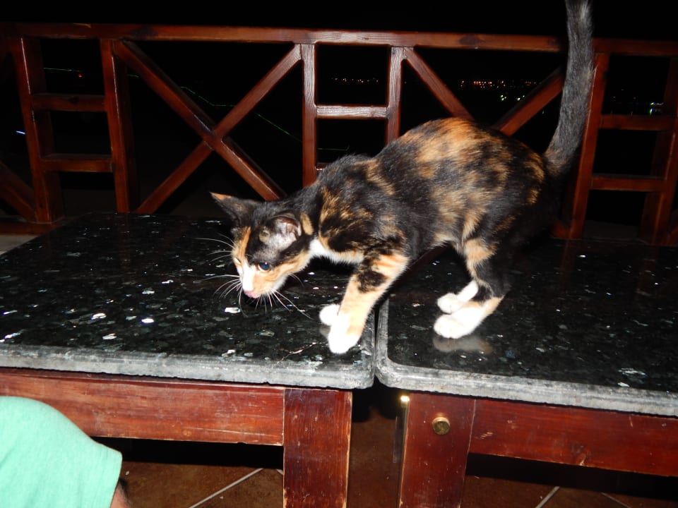 Katze wollte mitgebrachtes Essen klauen Albatros Sharm Resort