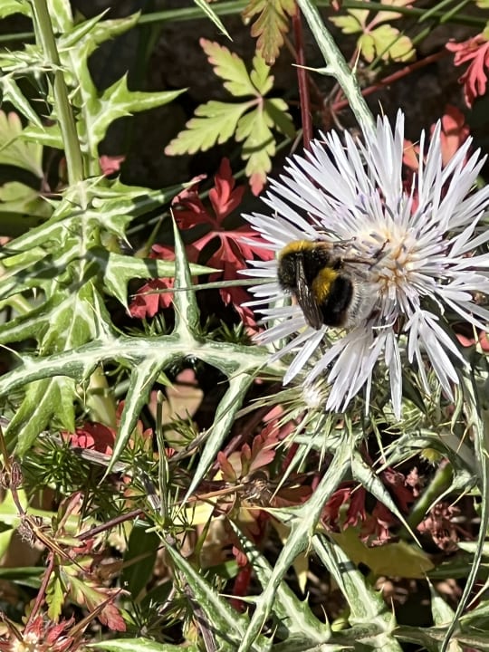 Garten VIVA Cala Mesquida Suites & Spa 16+