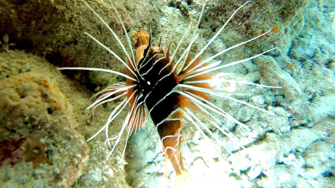 Sport & Freizeit Jupiter Sunrise Lodge