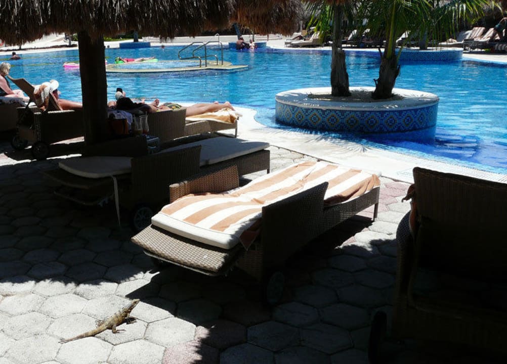 Leguane im Hotelgelände Catalonia Royal Tulum Beach & Spa Resort - Adults only