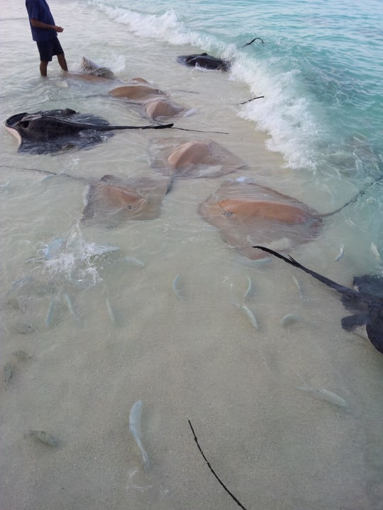 Fischfütterung NH Collection Maldives Reethi Resort