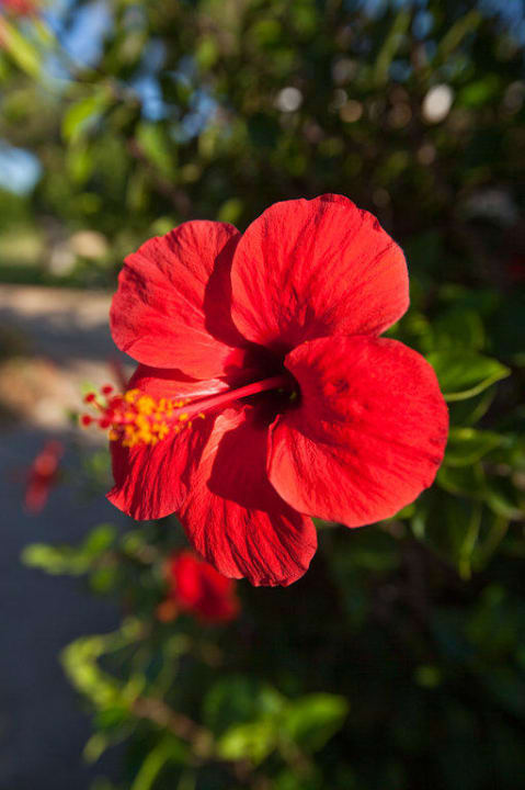 Flora Anissa Beach & Village