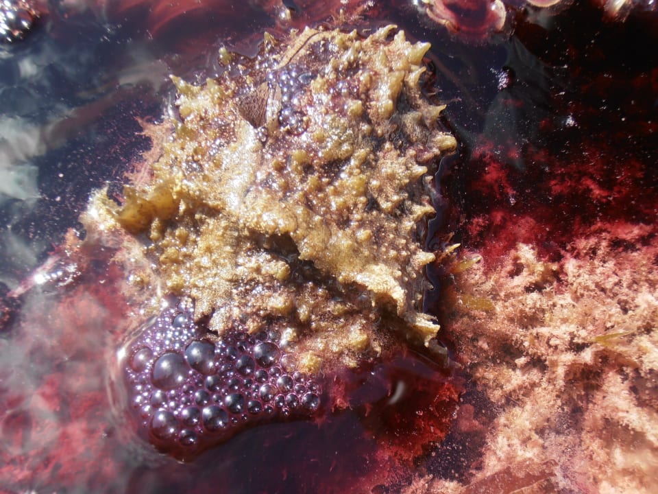 Hier blubbert es! Hotel Papillon Lagoon Reef