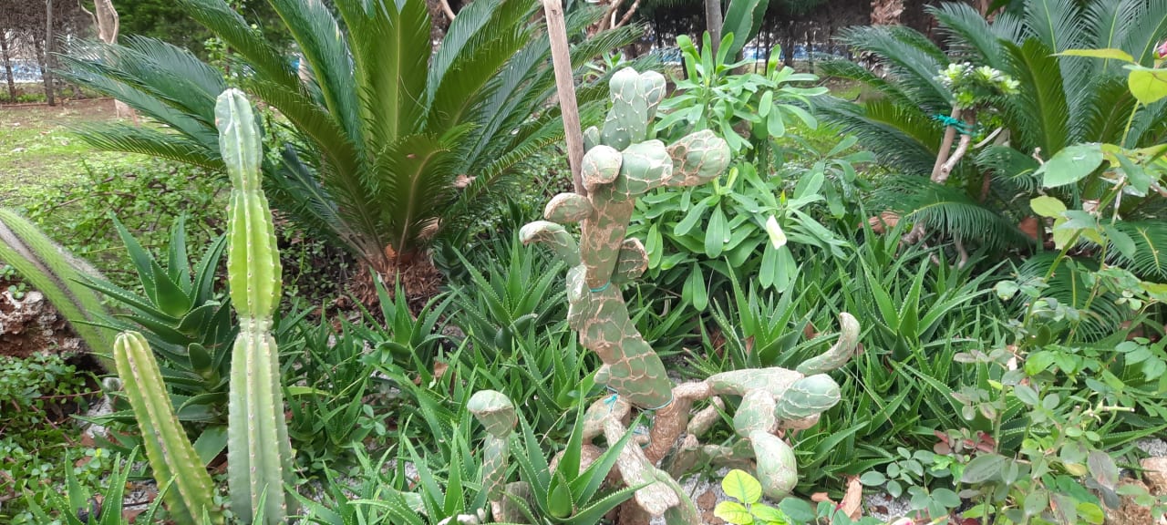 Gartenanlage Hotel Delphin Imperial