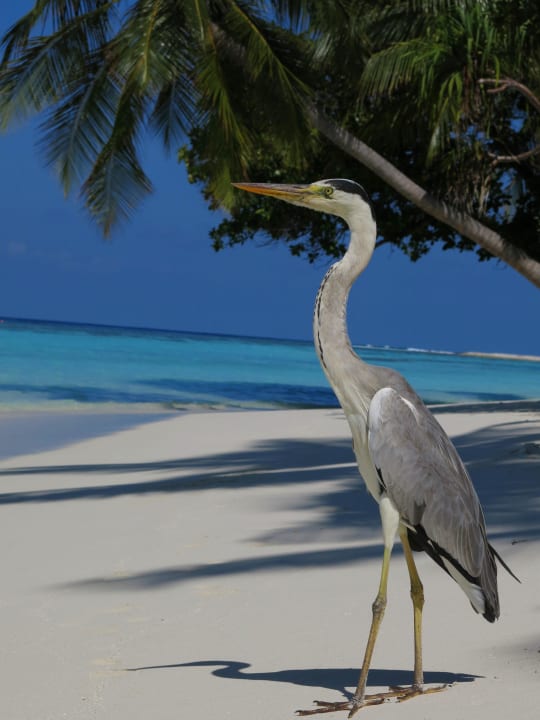 Strand Vilamendhoo Island Resort & Spa