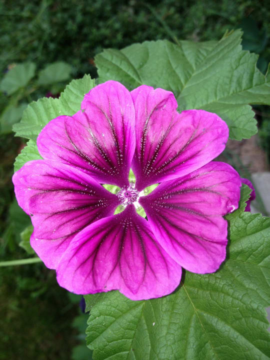 Bienenalm LUXGUT - OLIVIA