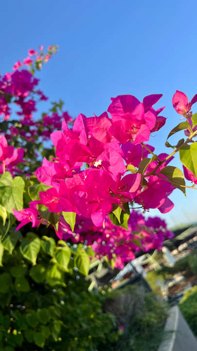 Gartenanlage Limak Lara Deluxe Hotel & Resort
