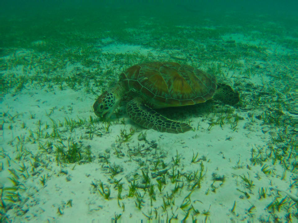 Strand Kuredu Island Resort & Spa