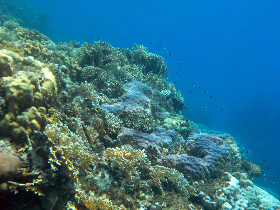 Kartoffelriff Three Corners Equinox Beach Resort