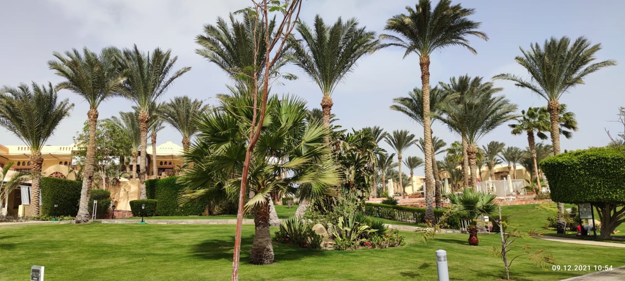 Gartenanlage Steigenberger Coraya Beach - Adults only