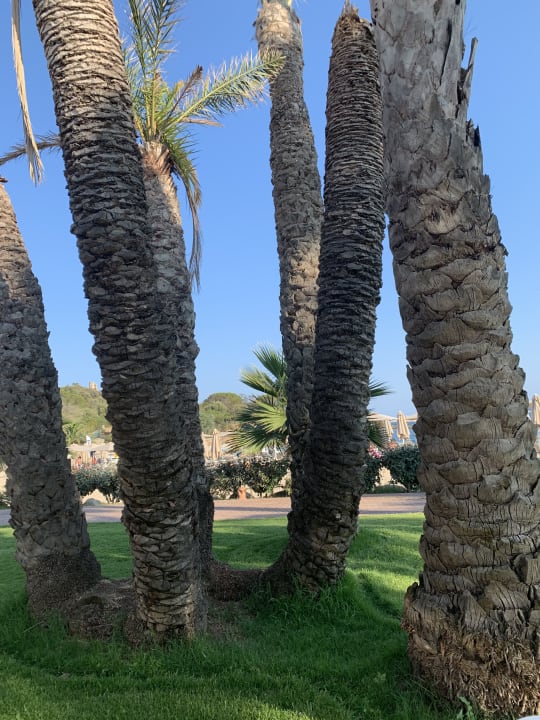 Gartenanlage Hotel Club Saraceno