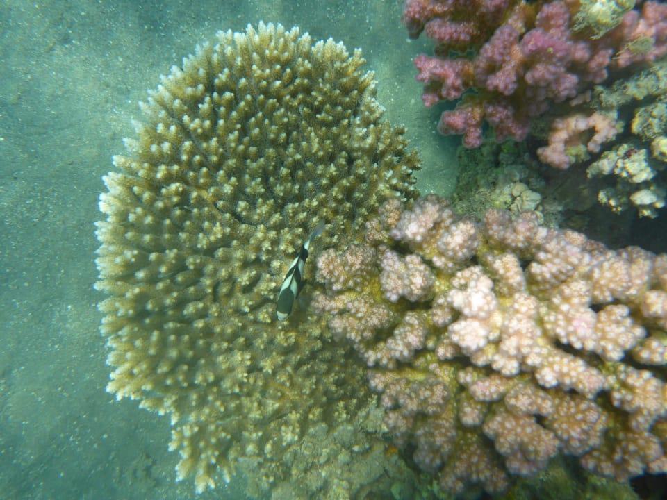 Sport & Freizeit Hotel Gorgonia Beach Resort