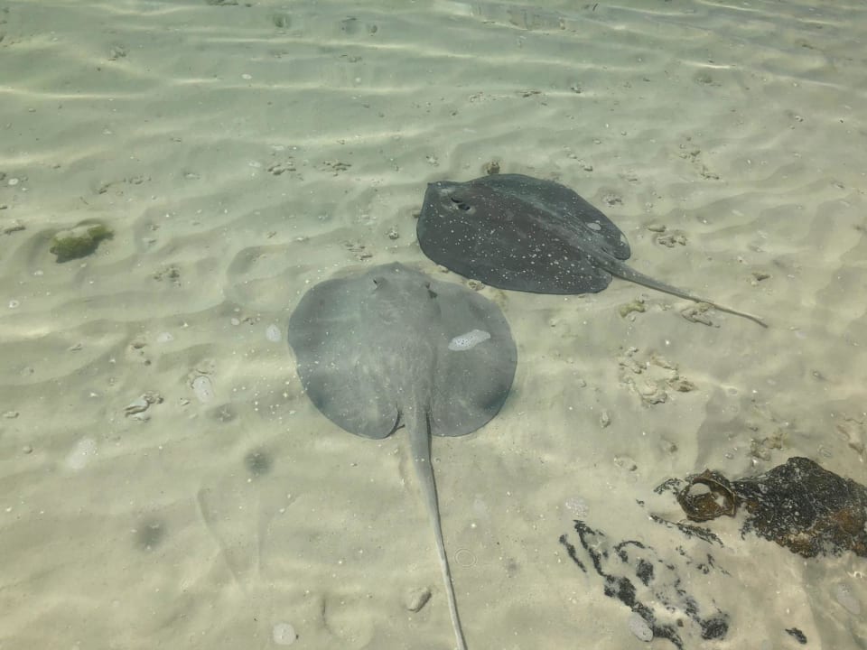 Strand Kuredu Island Resort & Spa