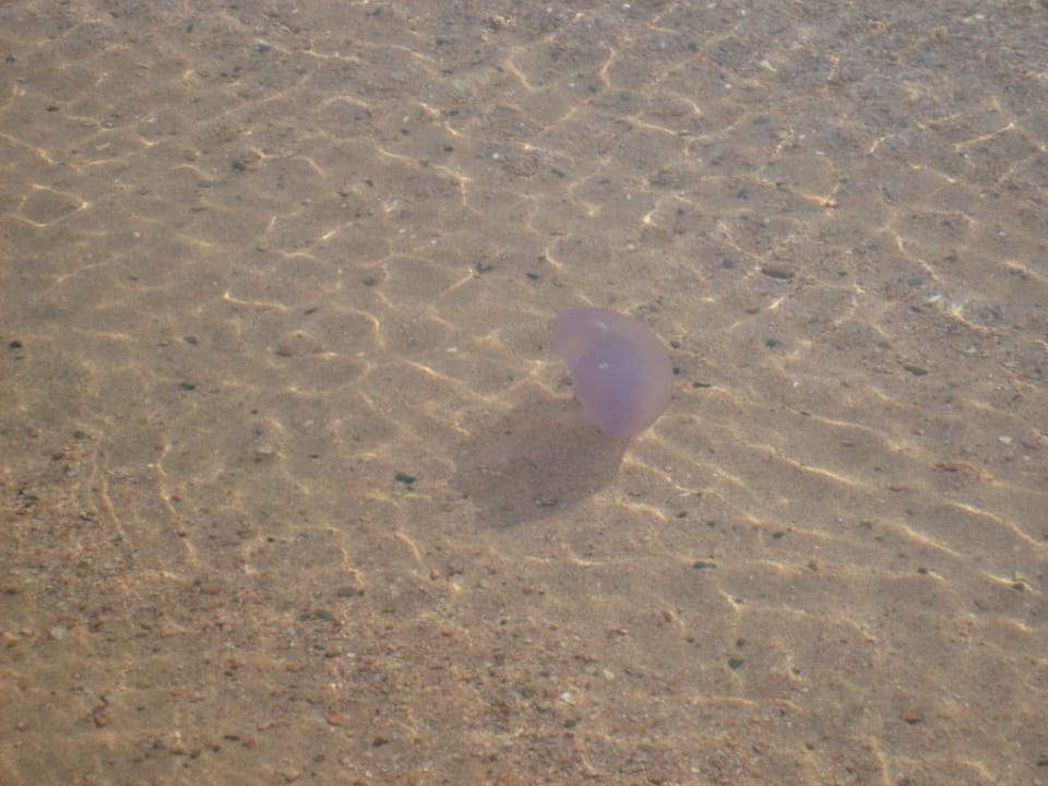 Jellyfish-brennt nicht The Grand Hotel Hurghada
