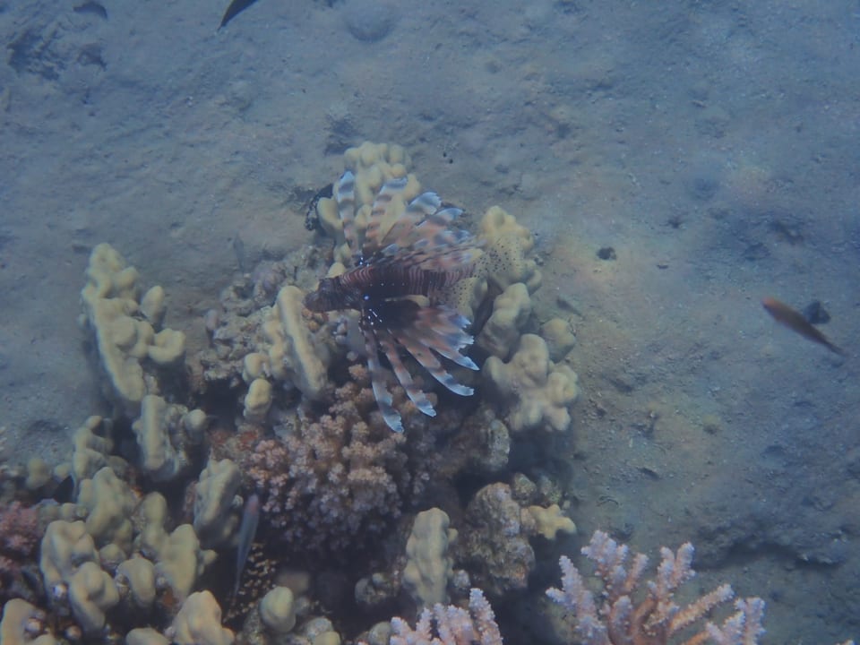 Strand Fort Arabesque Resort, Spa & Villas