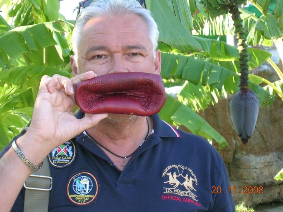 Blüte von der Bananenstaude als Schmollmund Royal Wings Hotel