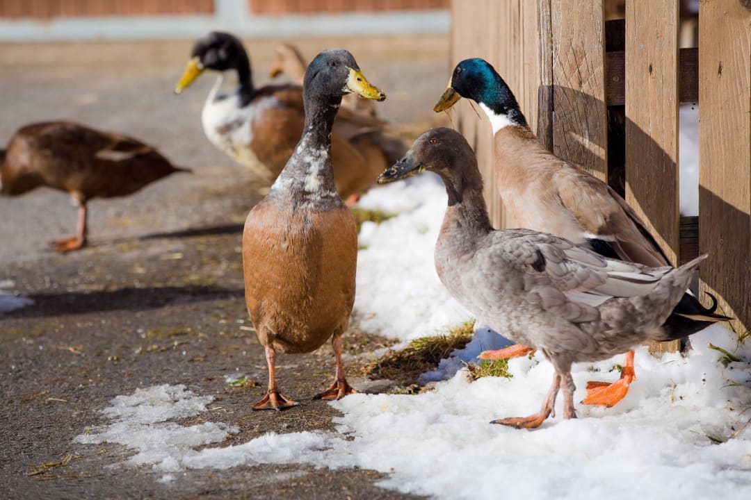 Unsere Enten Ferienwohnungen Plattnerhof