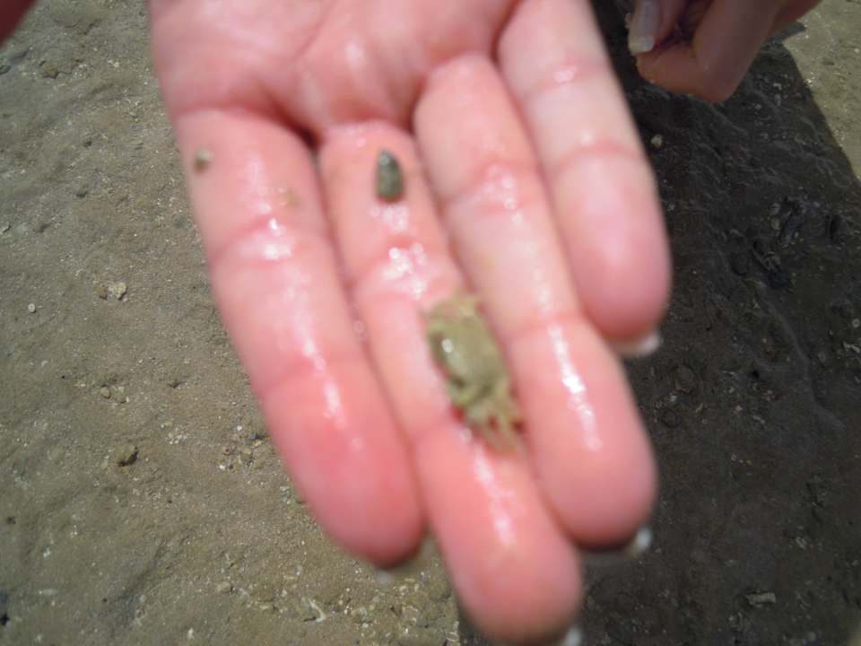 Kleiner Krebs Pickalbatros Alf Leila Wa Leila Resort - Neverland Hurghada