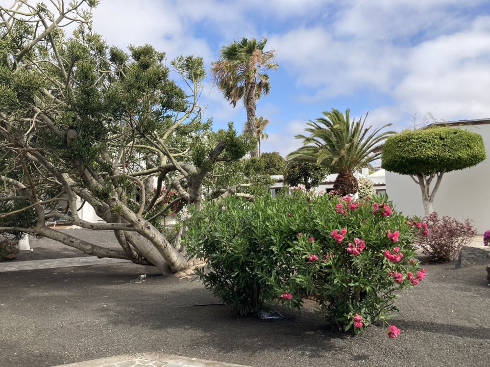 Gartenanlage allsun App.-Hotel Albatros