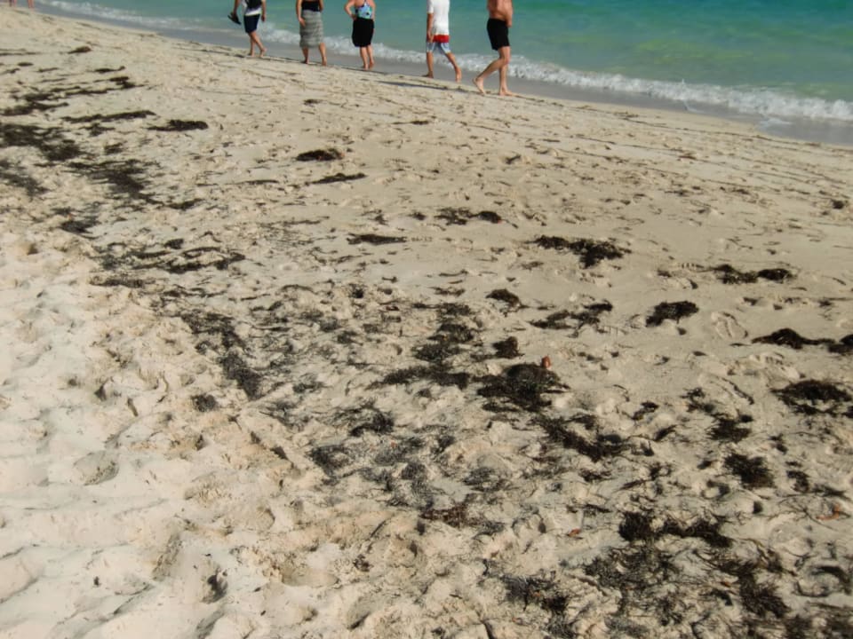 Seegras all maß! Hotel Melia Cayo Coco - Adults only