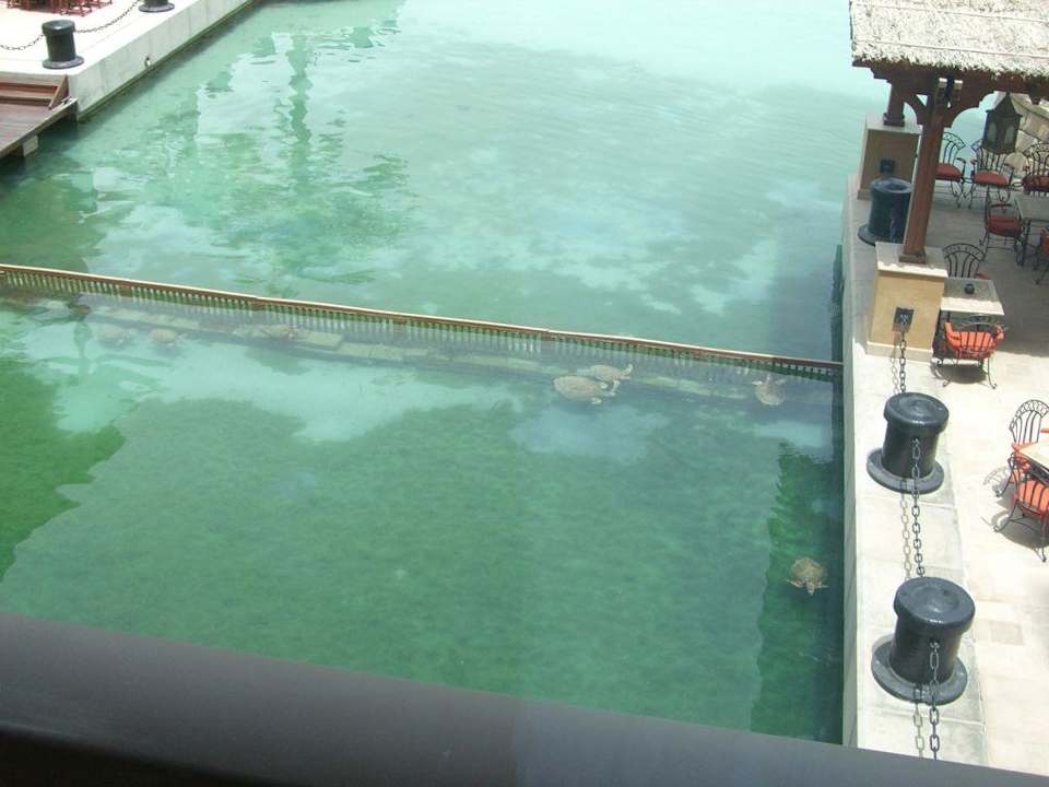 Wasserschildkröten Jumeirah Al Qasr