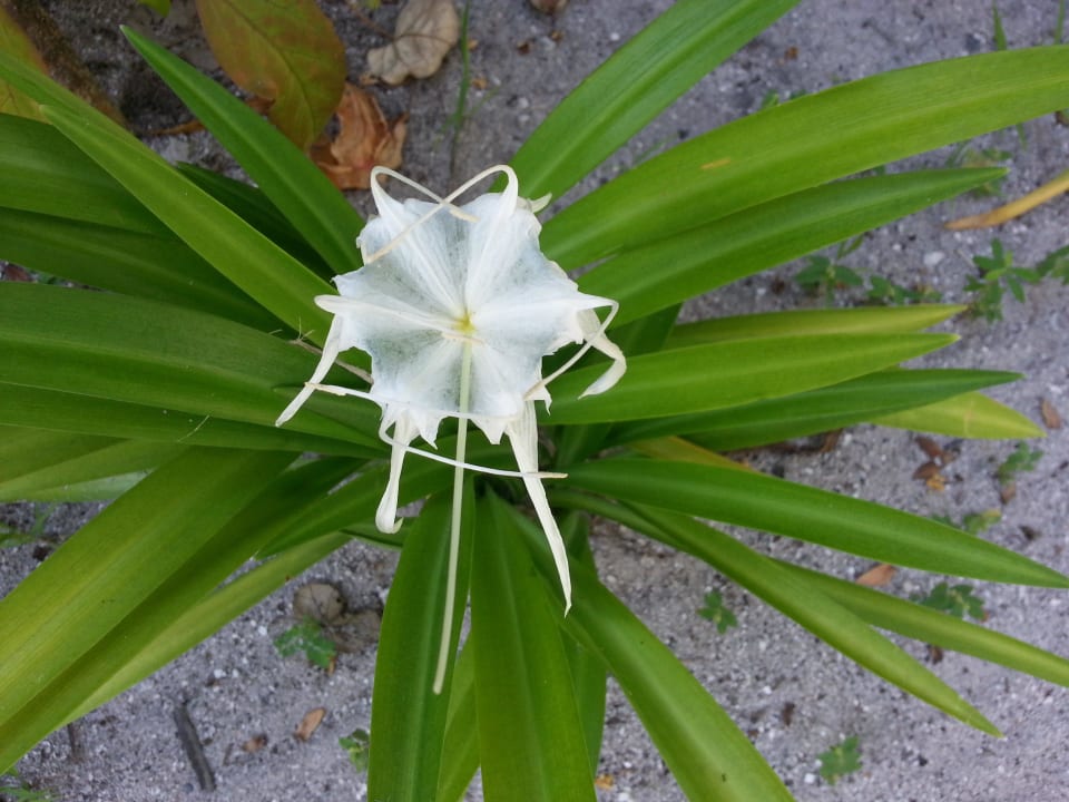 Vegetation Komandoo Island Resort & Spa - Adults only