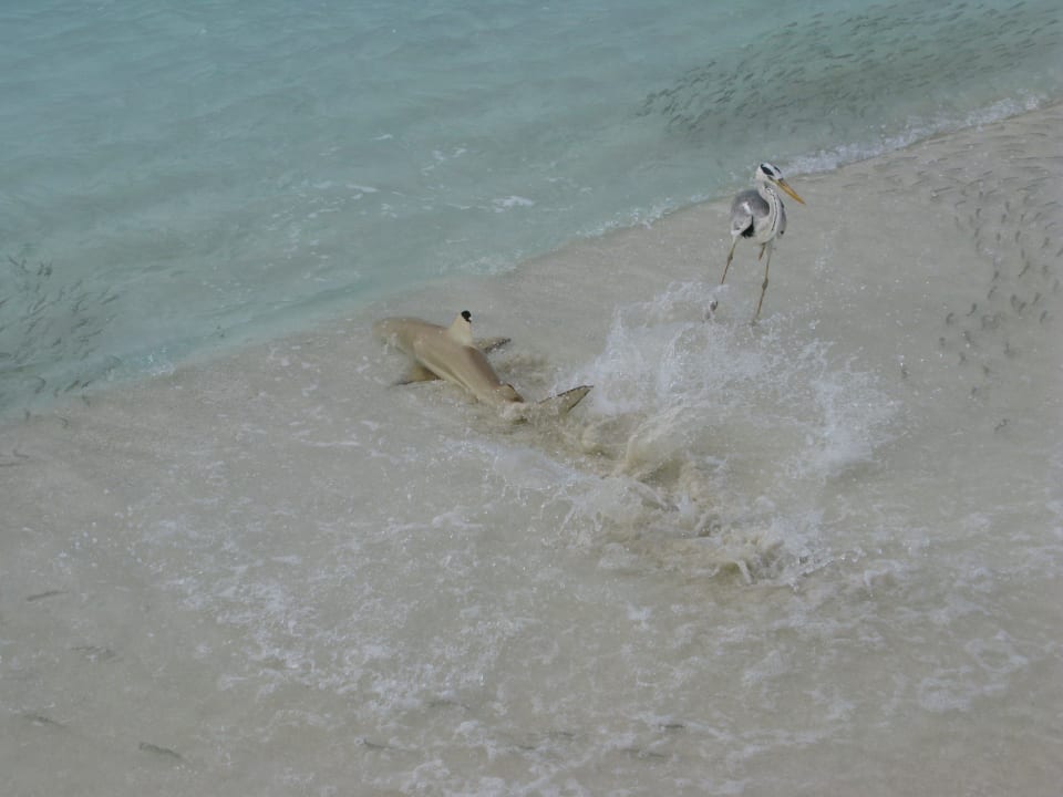 Tierwelt Veligandu Maldives Resort Island