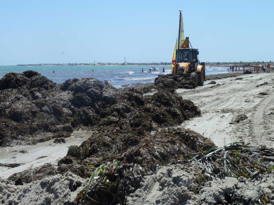 Aufräumen! Alles ab ins Meer zurück! Djerba Aqua Resort